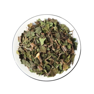 High-Quality Mulberry Mistletoe for Health and Wellness