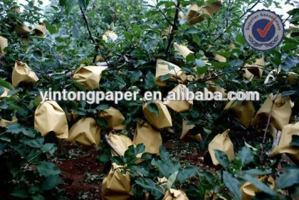 Apple bag/Apple Protection Bag/Apple Paper Bag/fruit growing paper bag