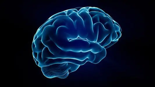 brain brain