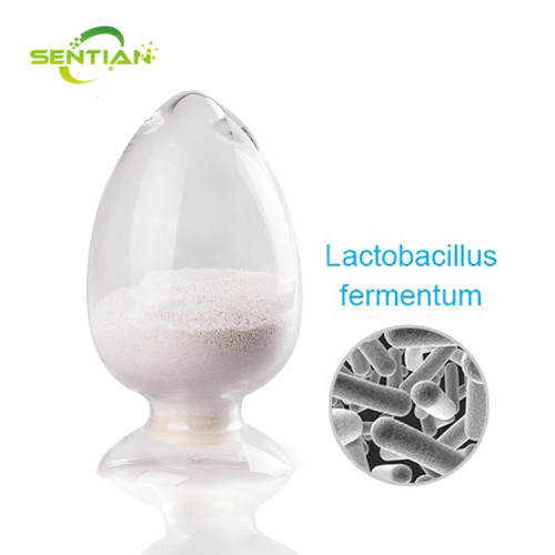 Food Grade Bulk Probiotics Lactobacillus Fermentum Powder
