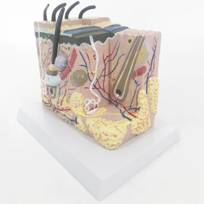 Prosthetic Human Skin Anatomy Model - YA/HB012