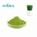 Water Soluble Wheat Grass Juice Powder