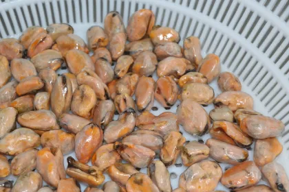 Good Quality Frozen Cooked Mussel Meats