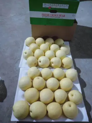 Organic fresh pear fruit