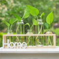 Hydroponic small vase creative glass green radish transparent small fresh water plant desktop decoration ornaments living room f