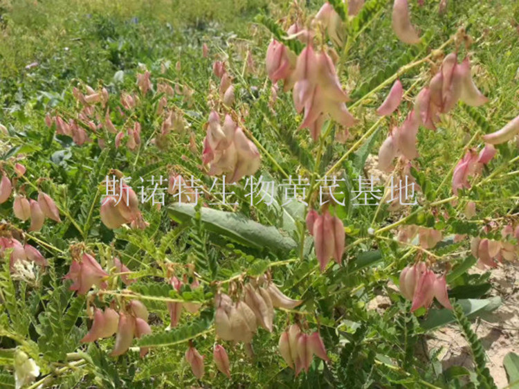 Astragalus Membranaceus Extract1