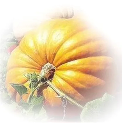 HACCP FOODS SHINE SKIN PUMPKIN SEED
