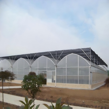 Multi-span Film Greenhouse for Grape Cultivation