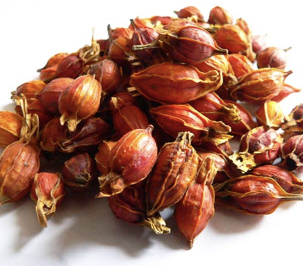 Gardenia Extract Manufacturer