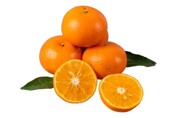 Fresh Wogan Mandarin for Retail and Grocery Markets