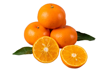 Fresh Wogan Mandarin for Retail and Grocery Markets