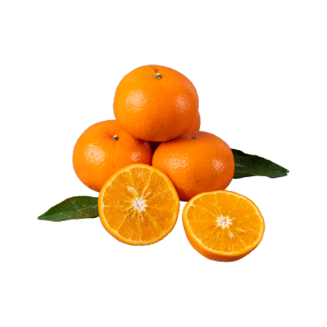 ماندارین تازه ووگان برای بازارهای خرده فروشی و مواد غذایی