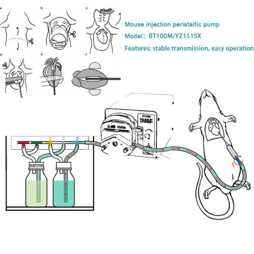 Sterilitätszellenkultur-Flüssigkeitsfiltration peristaltische Pumpe