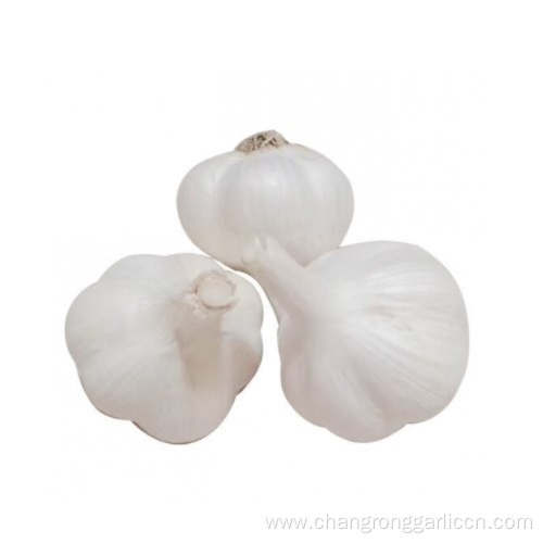 Fresh Chinese 4P Pure White Garlic