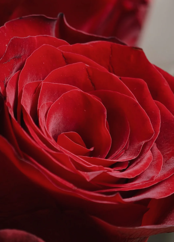 Red Rose