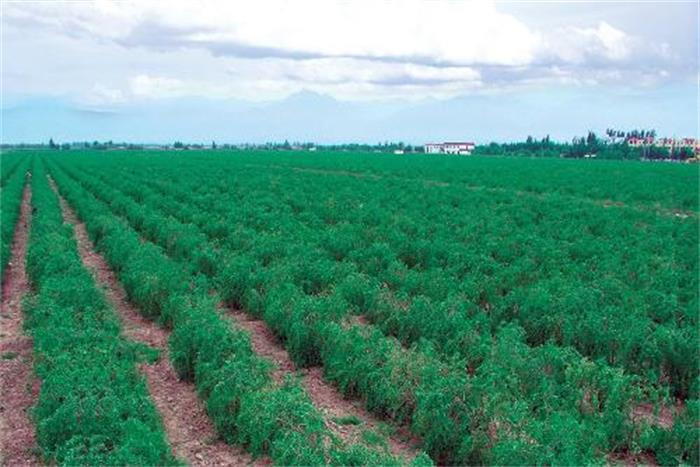 Ningxia de alta calidad mejorar la resistencia a enfermedades Goji Berry