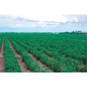 Exporter la baie de goji séchée certifiée Ningxia