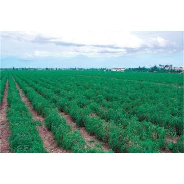 Ningxia High Quality improve disease resistance Goji Berry