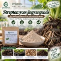 نظرة عامة على مسحوق Streptomyces jingyangensis Microbial لإدارة التربة والريزوسفير
