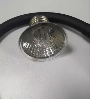 tortoise heat lamp pets at home