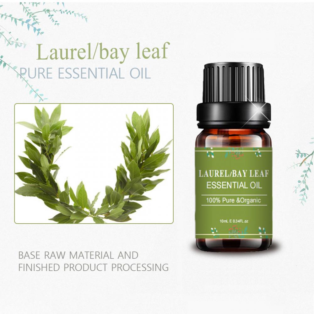 Wholesale 100% Pure Natural Bay LaurelLeaf Essential Oil