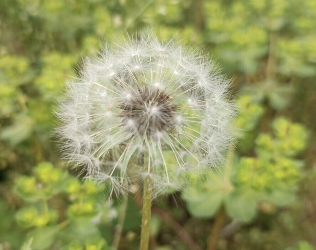 Dandelion Extract Manufacturer