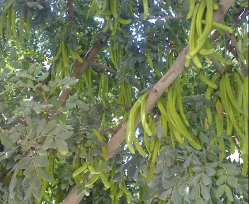 Carob Extract Manufacturer
