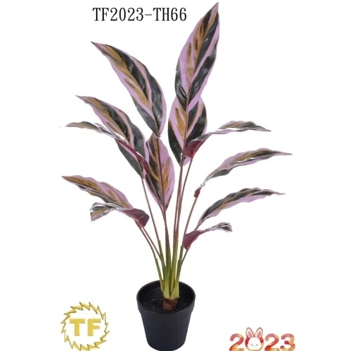 67cm daun calathea x 12 dengan periuk plastik 67cm Calathea leaf x 12 with plastic Pot