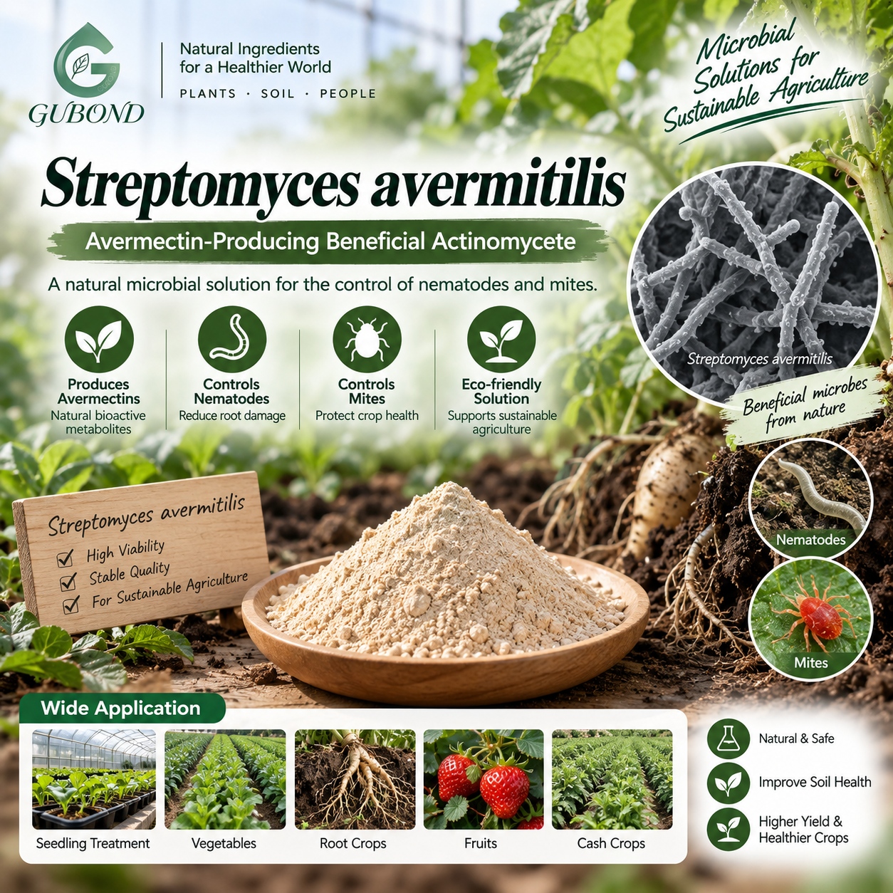 Streptomyces avermitilis (2)