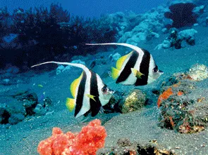3d Fish Art Picture 
