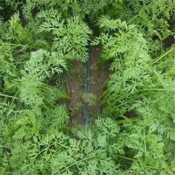 Carrot Water saving drip irrigation zone