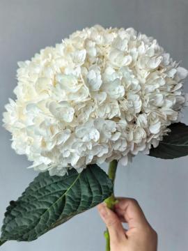 Premium Double White Hydrangea for Wedding Decor