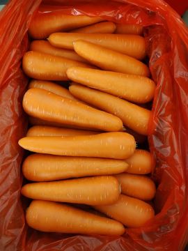 High Juicy Content Orange Red Carrot