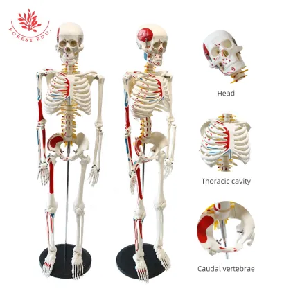 Human Skeleton Model with Muscles - FRT009, 85cm, Labeled Origins and Insertions