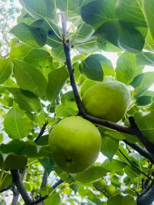 Origin Direct Export Fresh Pears lj