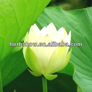 Lotus Seeds For Fresh Lotus Flower