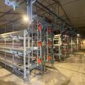 Broiler cage system chicken