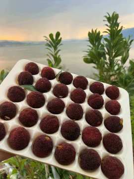 Premium Red Bayberry from Yunnan Highlands