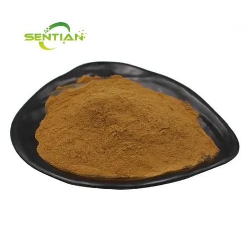 Hagh quality Eucalyptus Globulus Extract