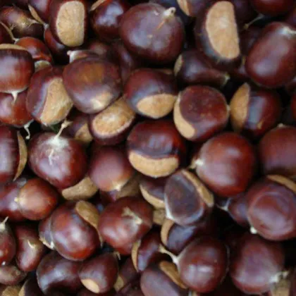 High Quality New Chestnut