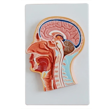 Darhmmy Medical Science Anatomical Head Brain Model กับ Median Section