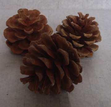 Round 4-6cm Nature Pine Cone for Decoration (LSALICE-13)