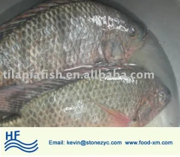 Lake farming frozen tilapia whole round for wholesales