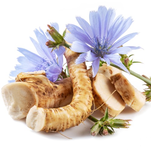 Chicory Extract 90% Inulin