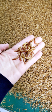 high protein feed from mealworm