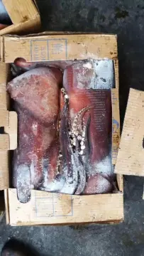Frozen squid Sthenoteuthis Oualaniensis WR 500-1000g