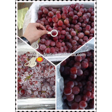 Chinese fresh fruit of fresh grapes