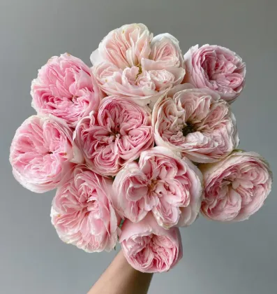 Mansfield Park White Spray Blush Roses