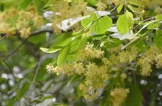 Chinese Herbal Medicines Linden Flower