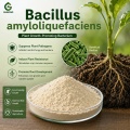 مسحوق Bacillus amyloliquefaciens للزراعة والأسمدة الحيوية والأعلاف
